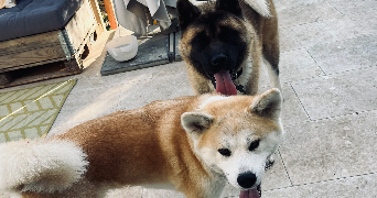 hugo pet sitter à PARIS 75002_10