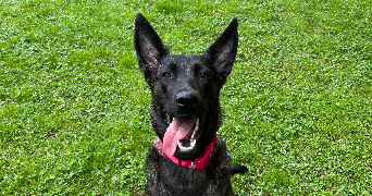 eden pet sitter à PONTAULT COMBAULT 77340_0