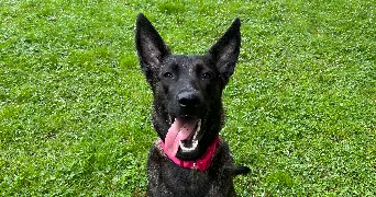 eden pet sitter à PONTAULT COMBAULT 77340