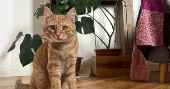 molly pet sitter à ST ANDRE LEZ LILLE 59350_1
