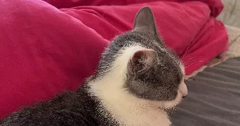 sophie pet sitter à MESNILS SUR ITON 27240