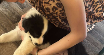emma pet sitter à CLERMONT FERRAND 63000_2