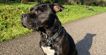camille pet sitter à STRASBOURG 67000_6