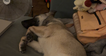 lora pet sitter à TOULOUSE 31200_2