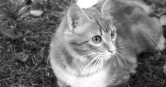 lola pet sitter à POITIERS 86000_1