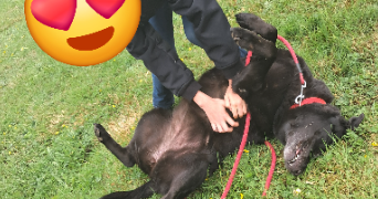 vanessa pet sitter à BAINS SUR OUST 35600_8
