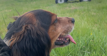 clément pet sitter à NEUILLY SUR SEINE 92200_3