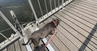 manon pet sitter à VANNES 56000_5