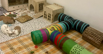 jing pet sitter à OULLINS 69600_2