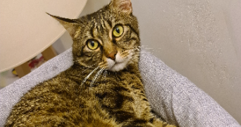 emilie pet sitter à Vert-le-Grand 91810_2