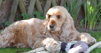 constance pet sitter à PARIS 11 75011_1