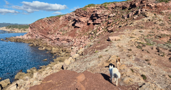 Aurelie pet sitter à Plou 18290_5