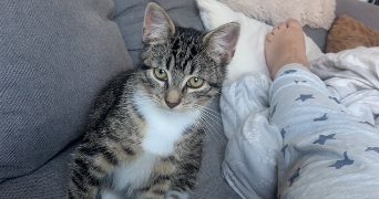 amelie pet sitter à CALAIS 62100_1