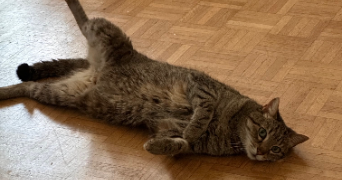 arthur pet sitter à Nantes 44100_2