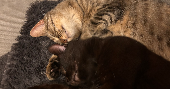 orlane pet sitter à ISSOIRE 63500_2