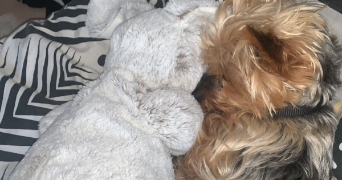 julia pet sitter à BOULOGNE BILLANCOURT 92100_3