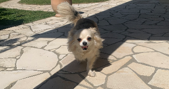 carla pet sitter à LE HAILLAN 33185_4