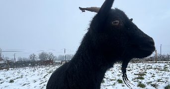 alix pet sitter à LA ROCHE SUR YON 85000_8