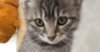 louise pet sitter à GRENOBLE 38000_1