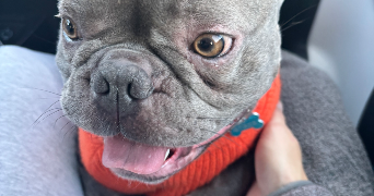 priscillia pet sitter à BORDEAUX 33000_3