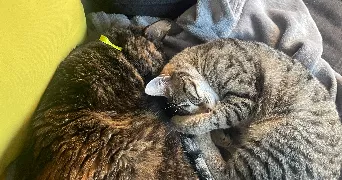 maguy pet sitter à ARRAS 62000