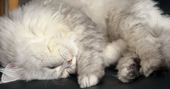erine pet sitter à EVREUX 27000_3