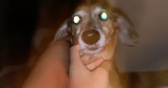 shanon pet sitter à BAGNEUX 92220