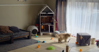 stéphanie pet sitter à LAUWIN PLANQUE 59553_3