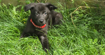 priscillia pet sitter à WITTELSHEIM 68310_8