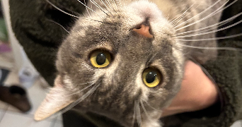 maëliss pet sitter à MERIGNAC 33700_1