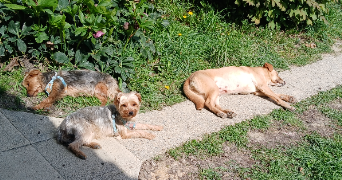 carole pet sitter à MARMANDE 47200_1