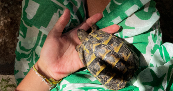 perrine pet sitter à MONTPELLIER 34000_7