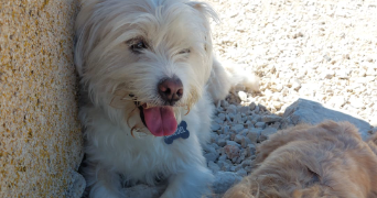 ines dog sitter à STRASBOURG 67000_1
