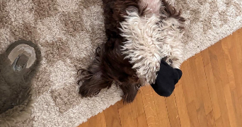 mikael dog sitter à BOULOGNE BILLANCOURT 92100_1