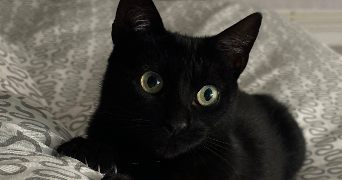 lisa pet sitter à BORDEAUX 33100_1