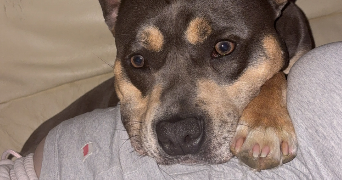 paloma pet sitter à VAL DE REUIL 27100_3