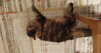 bruno pet sitter à VINCENNES 94300_9