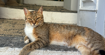 ezra pet sitter à AMIENS 80000_4