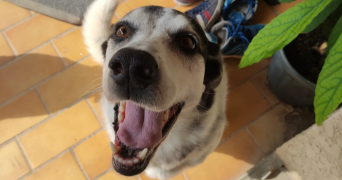 laurent pet sitter à GRAND COMBE CHATELEU 25570_3