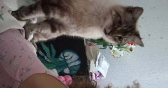 inola pet sitter à VAUX LE PENIL 77000_2