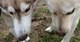 elie pet sitter à PARIS 11 75011_4