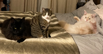 anaelle pet sitter à CHATENAY MALABRY 92290_5