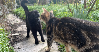 emilie pet sitter à ROUEN 76000_4