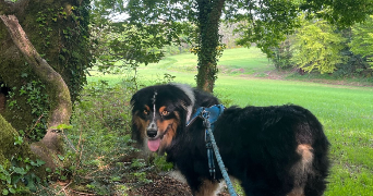 chloe pet sitter à ST JACQUES DE LA LANDE 35136_1