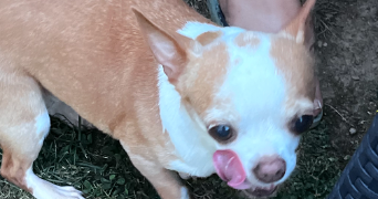 patte pet sitter à COUZEIX 87270_2