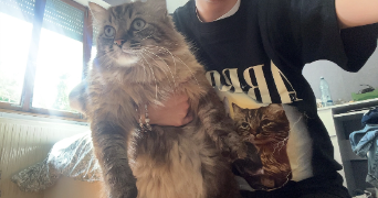 victoria pet sitter à LILLE 59000_3