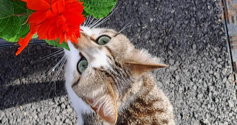 pauline pet sitter à JEGUN 32360_3