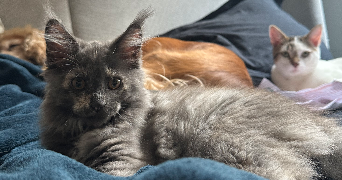 amélie  pet sitter à La ferté-milon 02460_5
