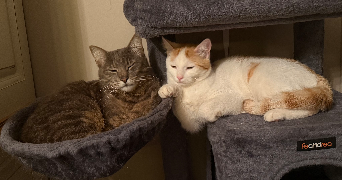 clara pet sitter à COULLONS 45720_5