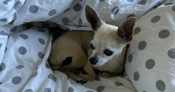 chloe pet sitter à ST PONS DE MAUCHIENS 34230_1